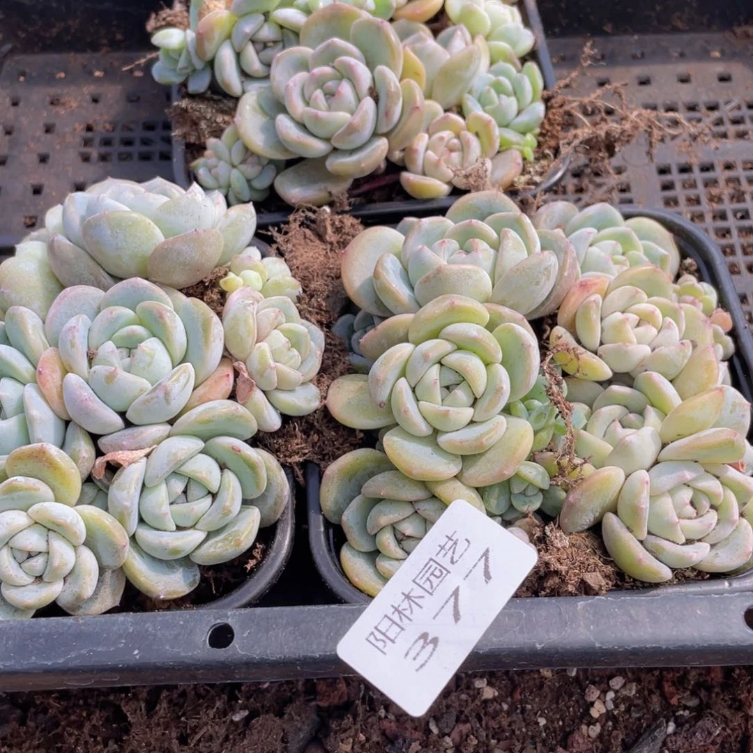 ?****）多肉植物多肉植物377