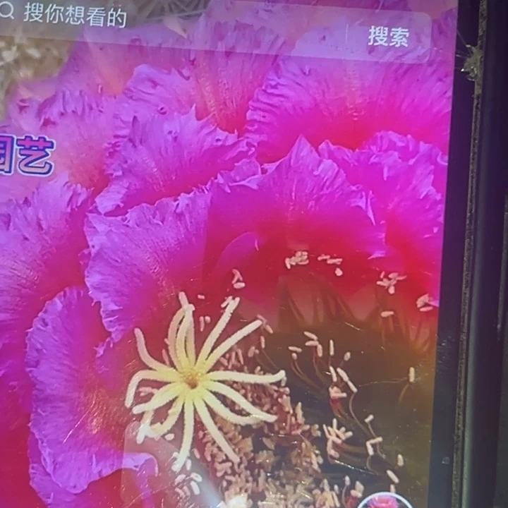 清清3-287根瑕疵仙人球