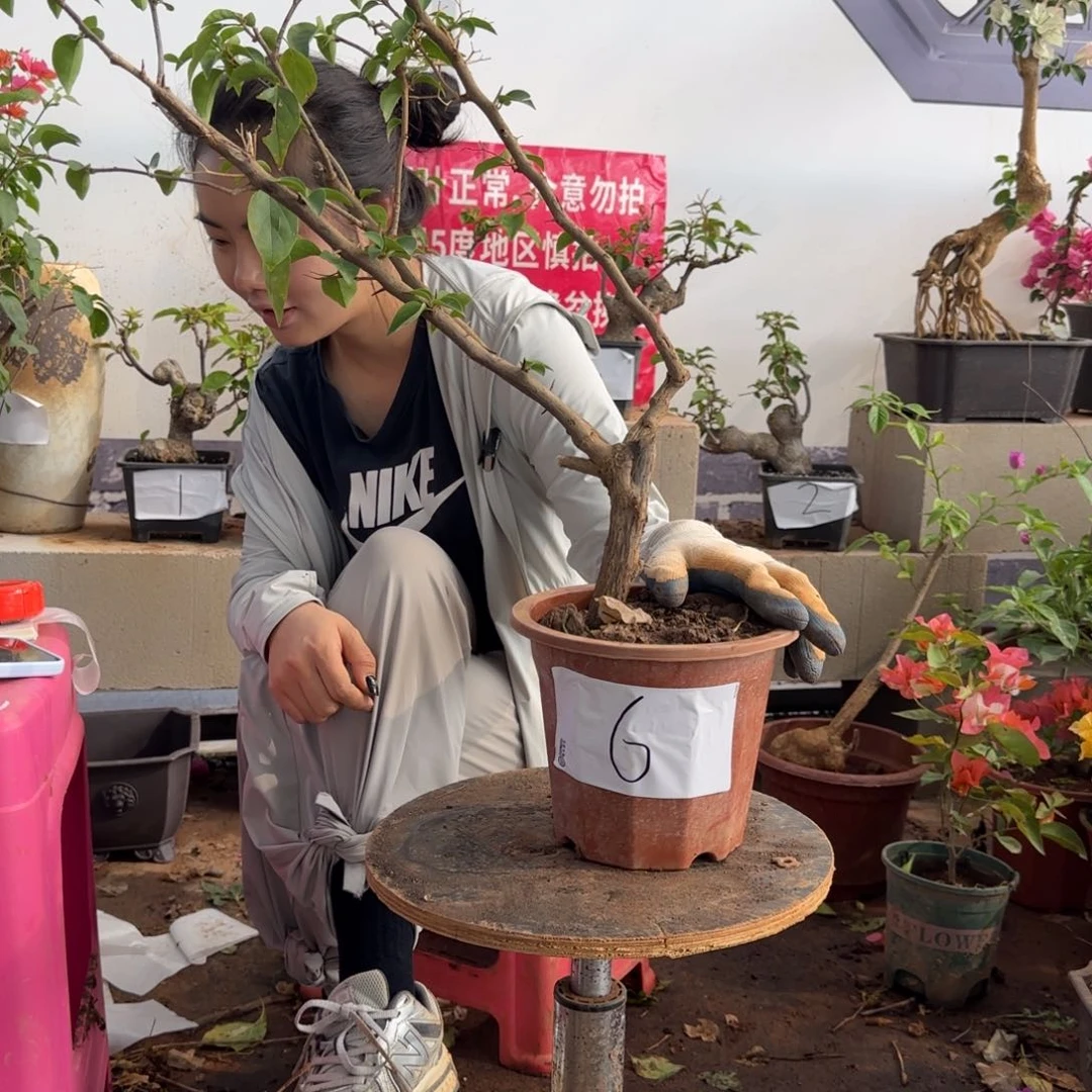 大部分花苞少量开放