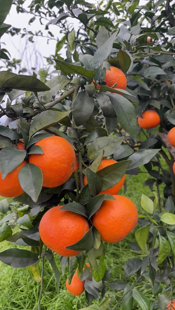 沃柑新鲜现摘多汁香甜水果大小果混合装10斤包邮