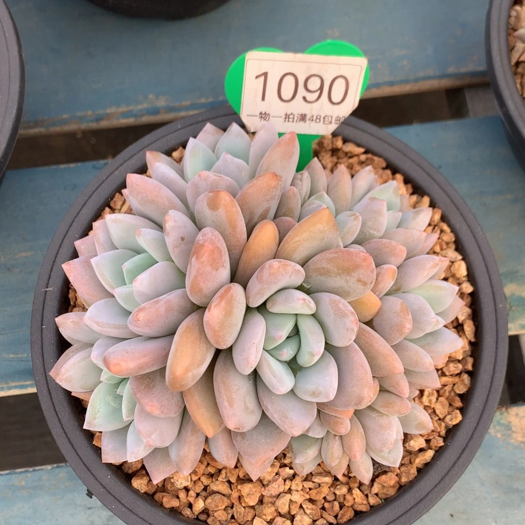 果糖无砍一物一拍1090