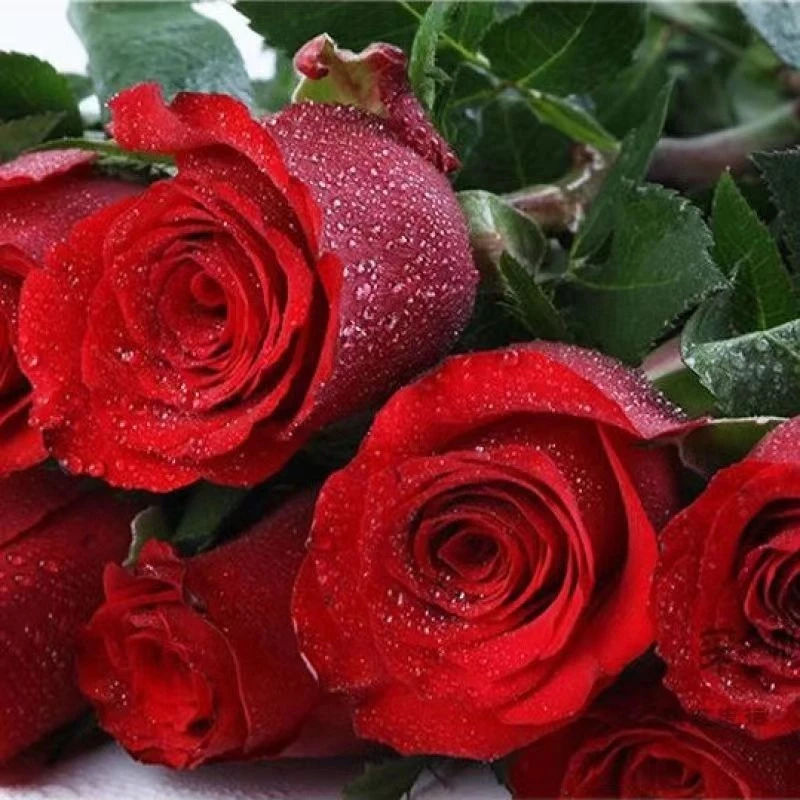 红玫瑰 高原红 云南昆明基地鲜花 室内办公家居插花 鲜切花