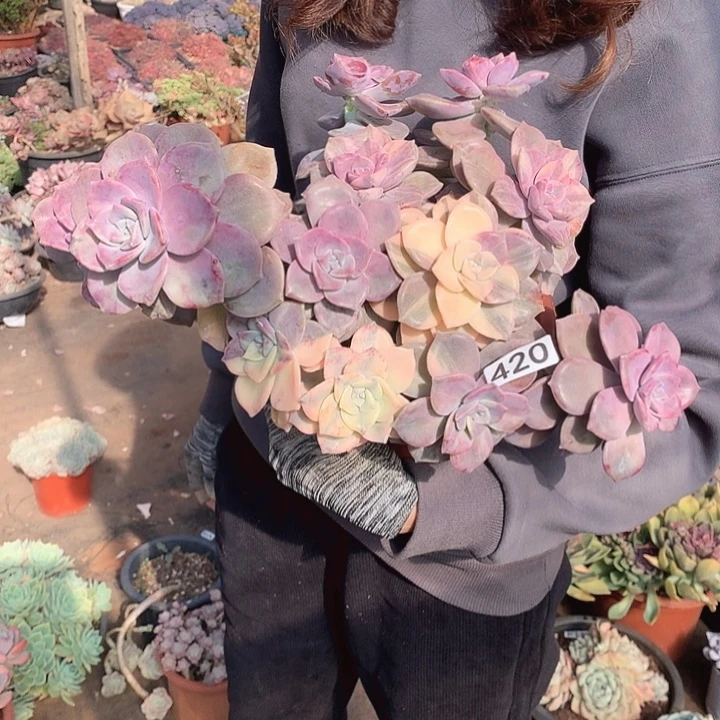 420紫乐锦 一物一拍多肉