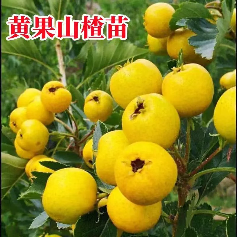 嫁接黄果山楂树苗新品种黄果山楂苗甜山楂苗南方北方种植当年结果