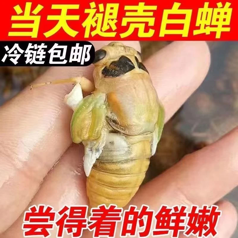 鲜活速冻发货白蝉爬炸脱壳知了猴新鲜速冻批发冷冻顺丰快递