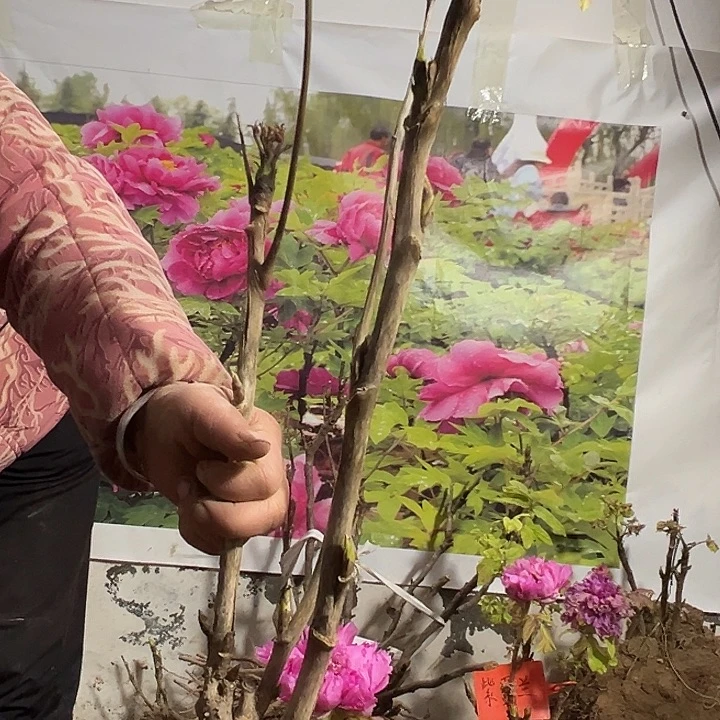 淡***初完全开放紫罗兰大颗111