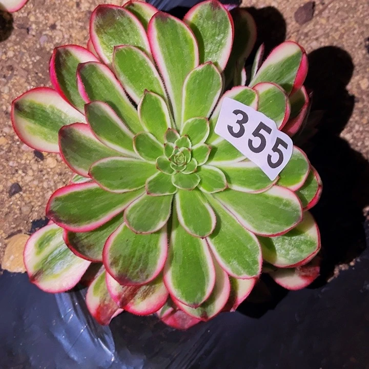 355红楼梦多肉植物处理不售后