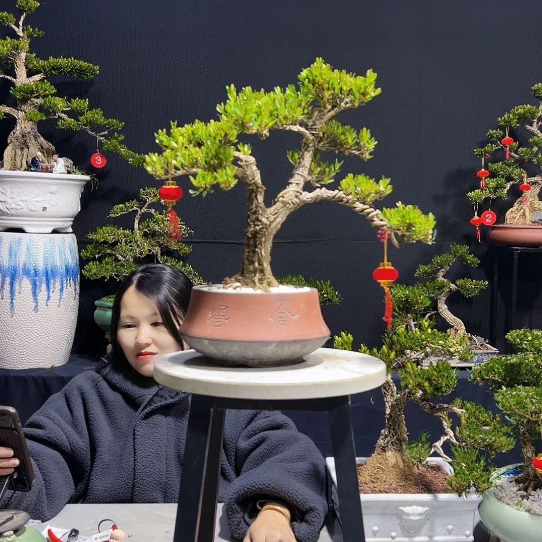 绿植广东皱皮黄杨木