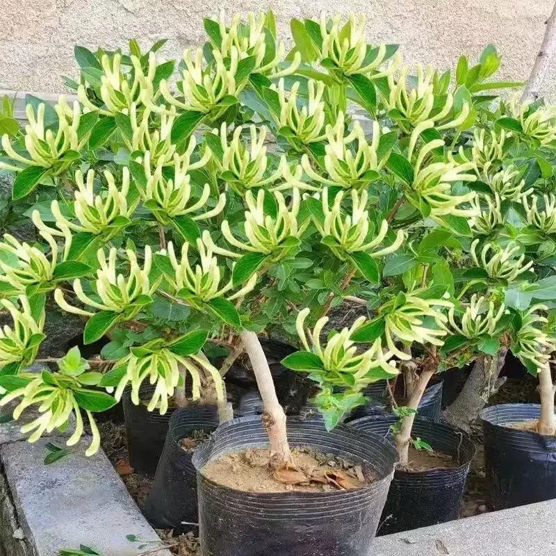 黄白金银花盆栽地栽树苗四季开花阳台庭院南北地方都能种