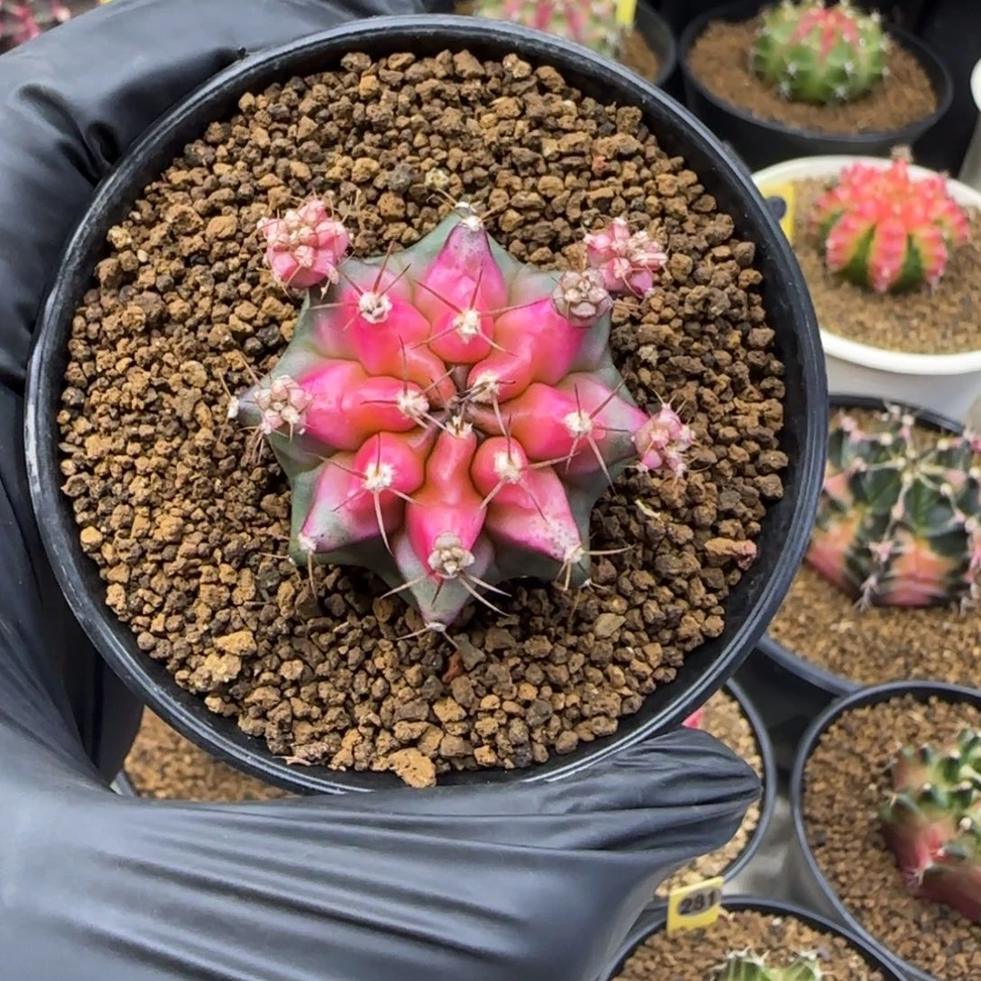 泰系名品侧芽莲花