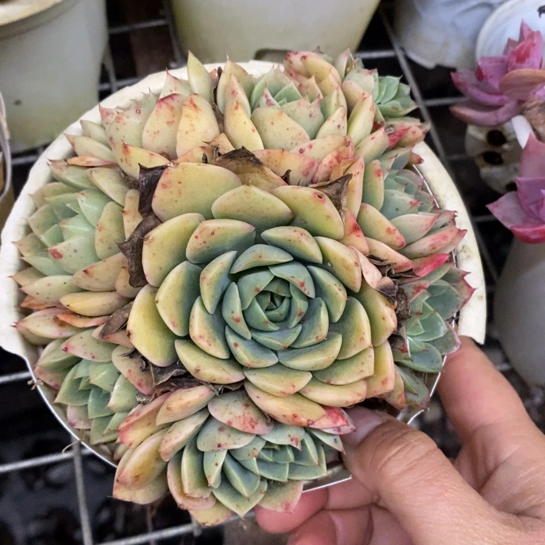 苯巴蒂斯手捧老桩