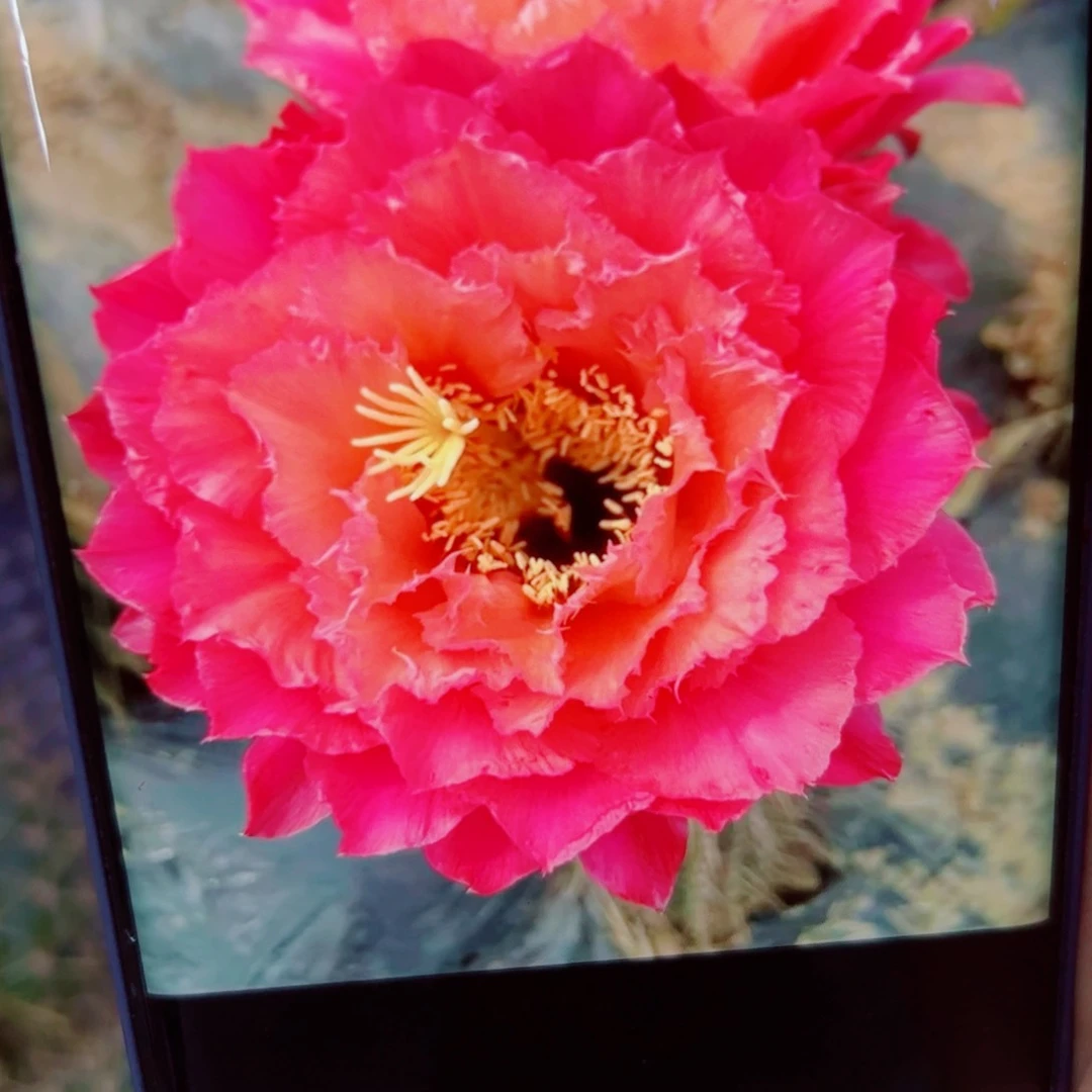 下17毛柱6斑点歪无根侧芽5公分左右20包邮