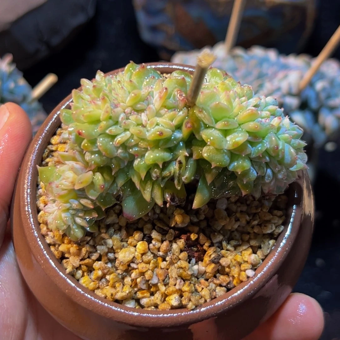 新年快乐 新年快乐