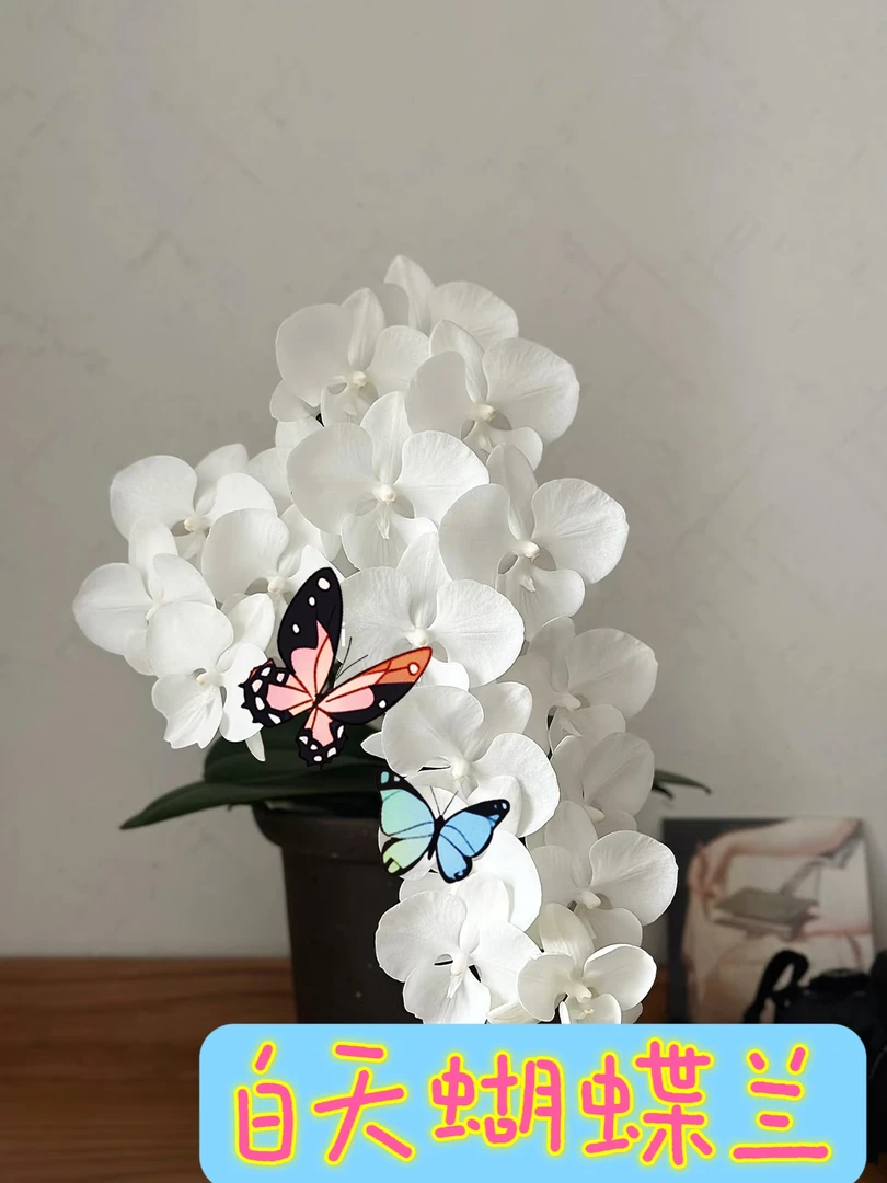 白天鹅3.5寸杯蝴蝶兰苗(包邮快递】