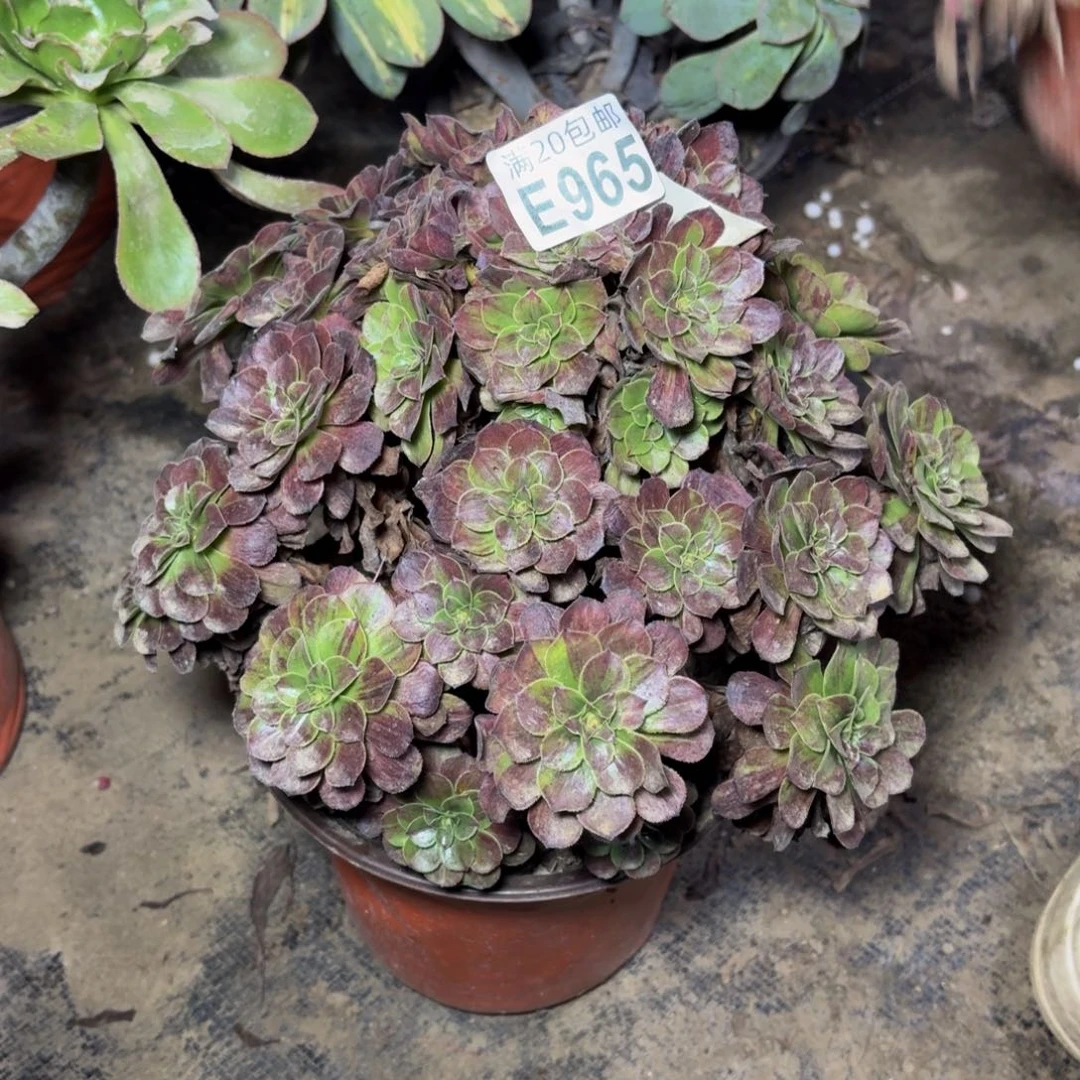 965多肉植物捧花的