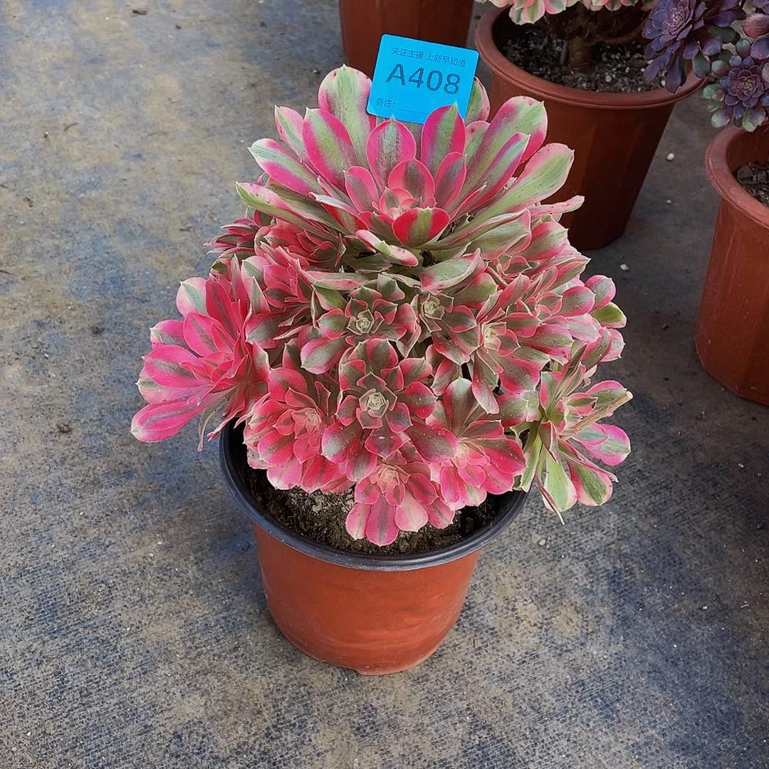 不加迪408拖土官服26