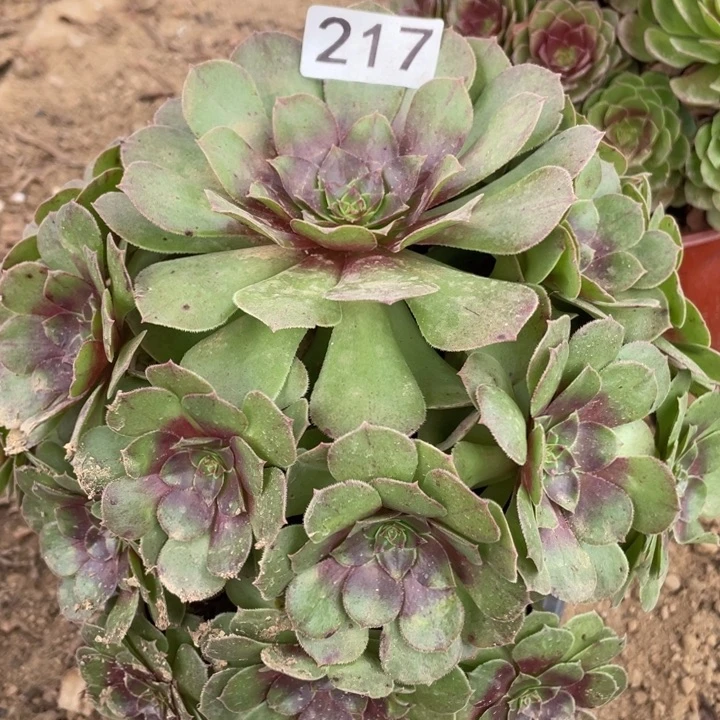 无花朵217多肉植物万拉丝