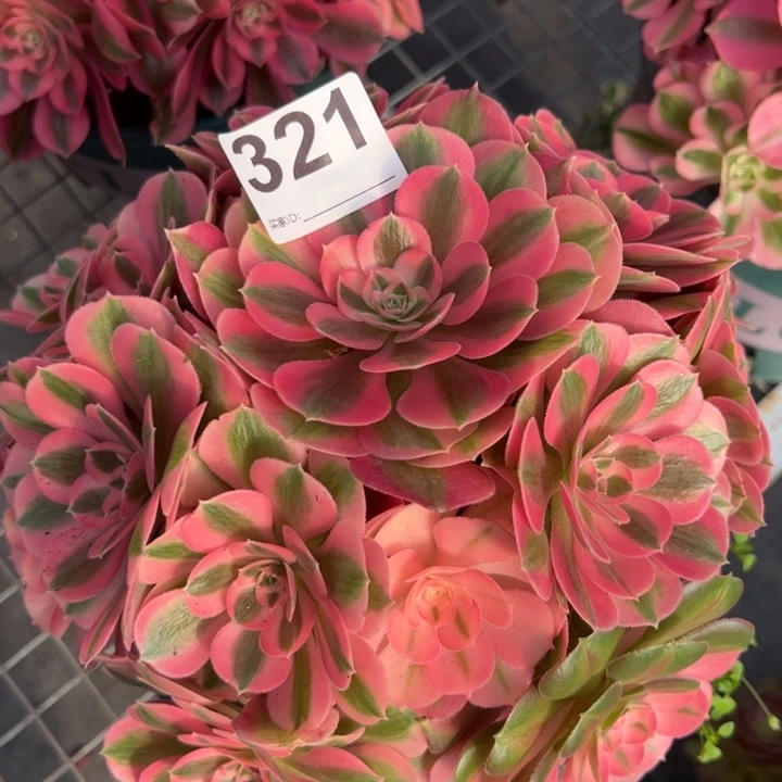 321女巫20厘米左右