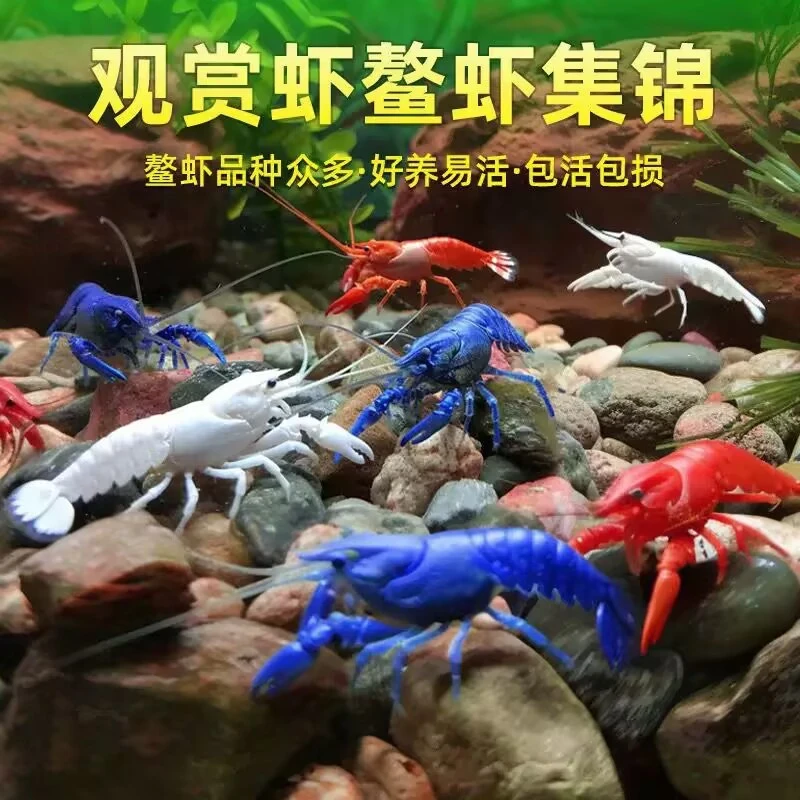 鳌虾观赏虾鱼缸淡水宠物大型水族活体虾龙纹天空蓝魔红白蓝小鳌虾