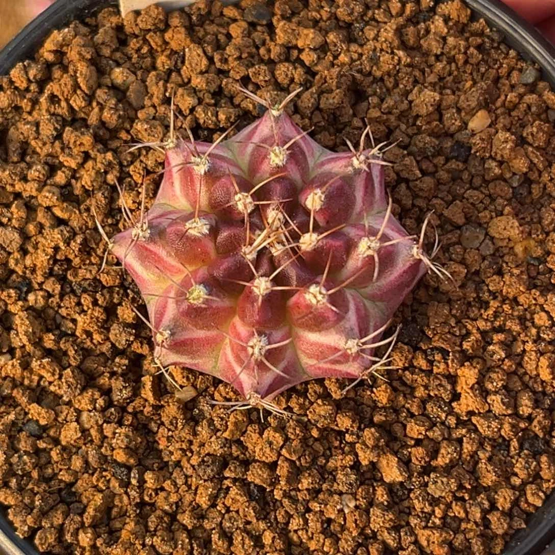 398实生轮回带盆带土