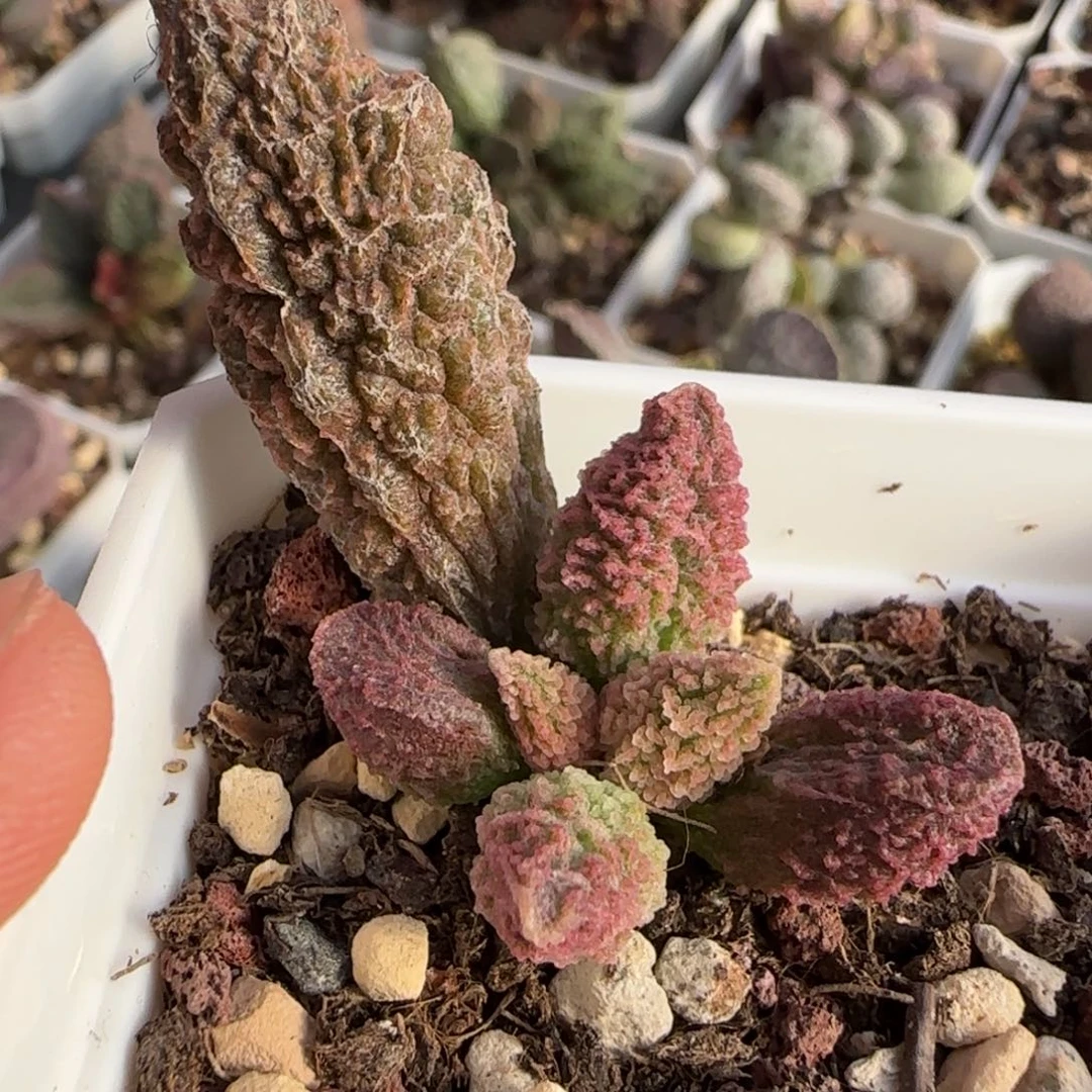 须弥山水泡多肉植物