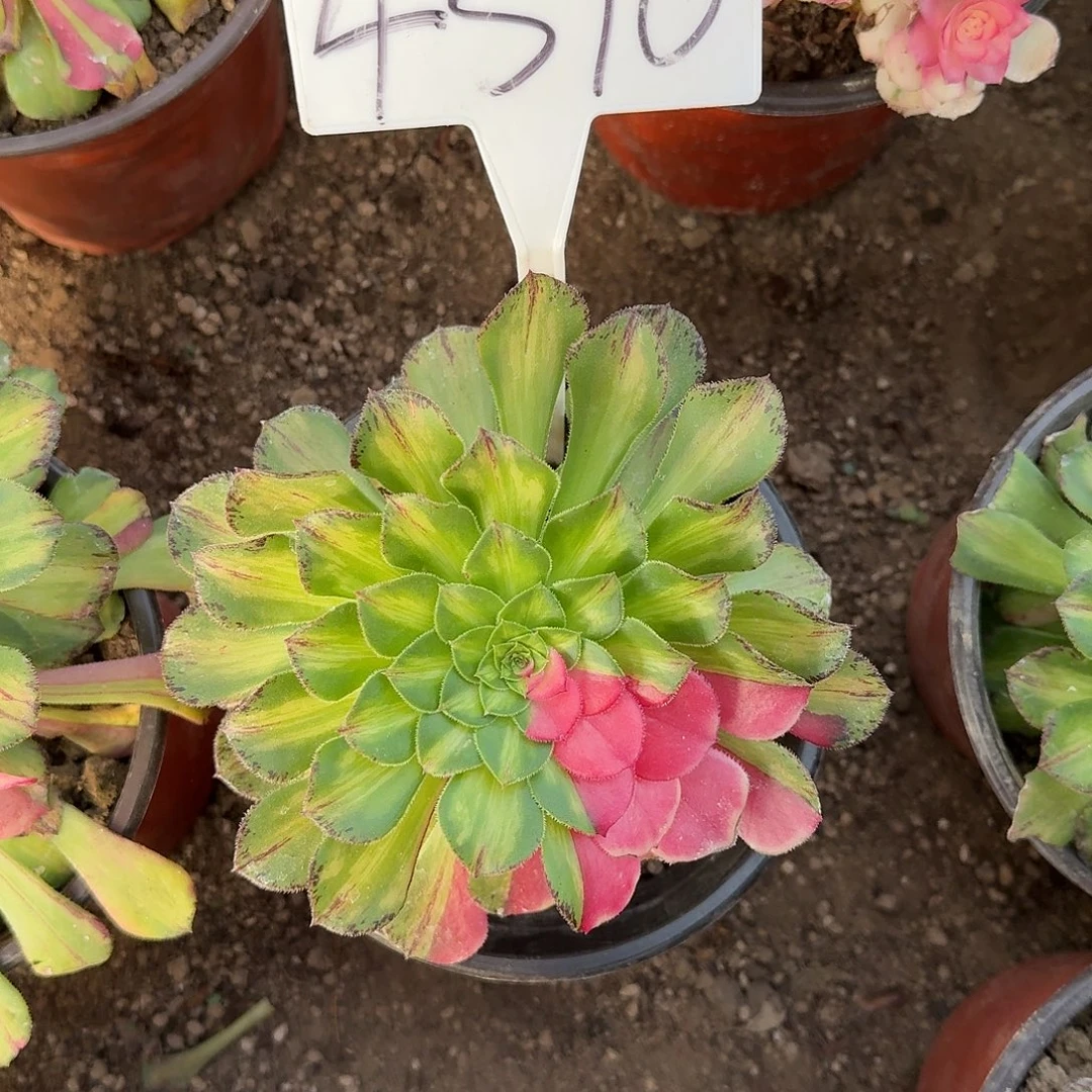 4510知否多肉法师多肉