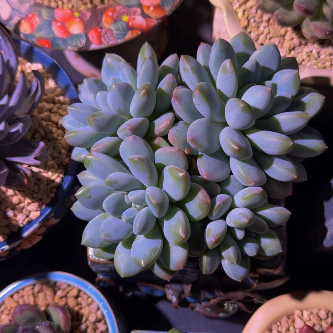 大叶奶糖  一物一拍