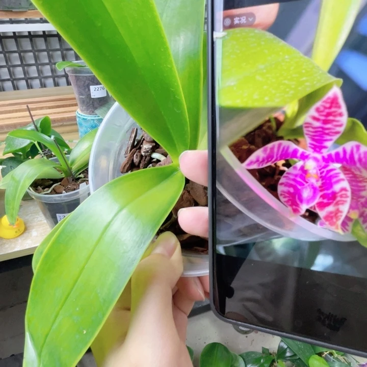 完全开放SWR22GJ-粉路德-2091