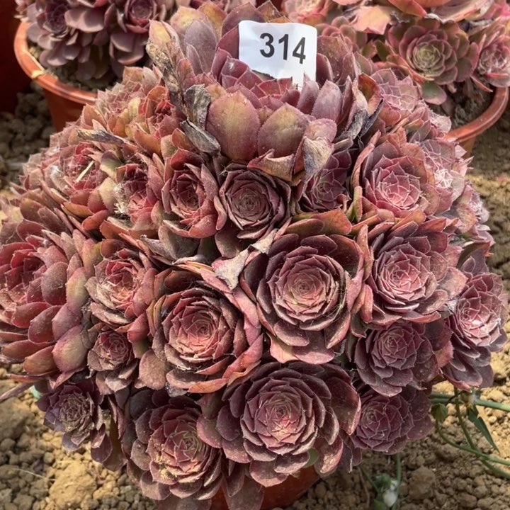 玉***蓉314多肉植物红魔植物