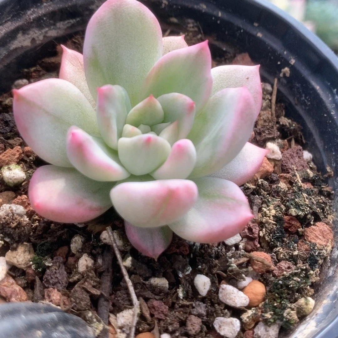 172鹰嘴红锦锦锦锦