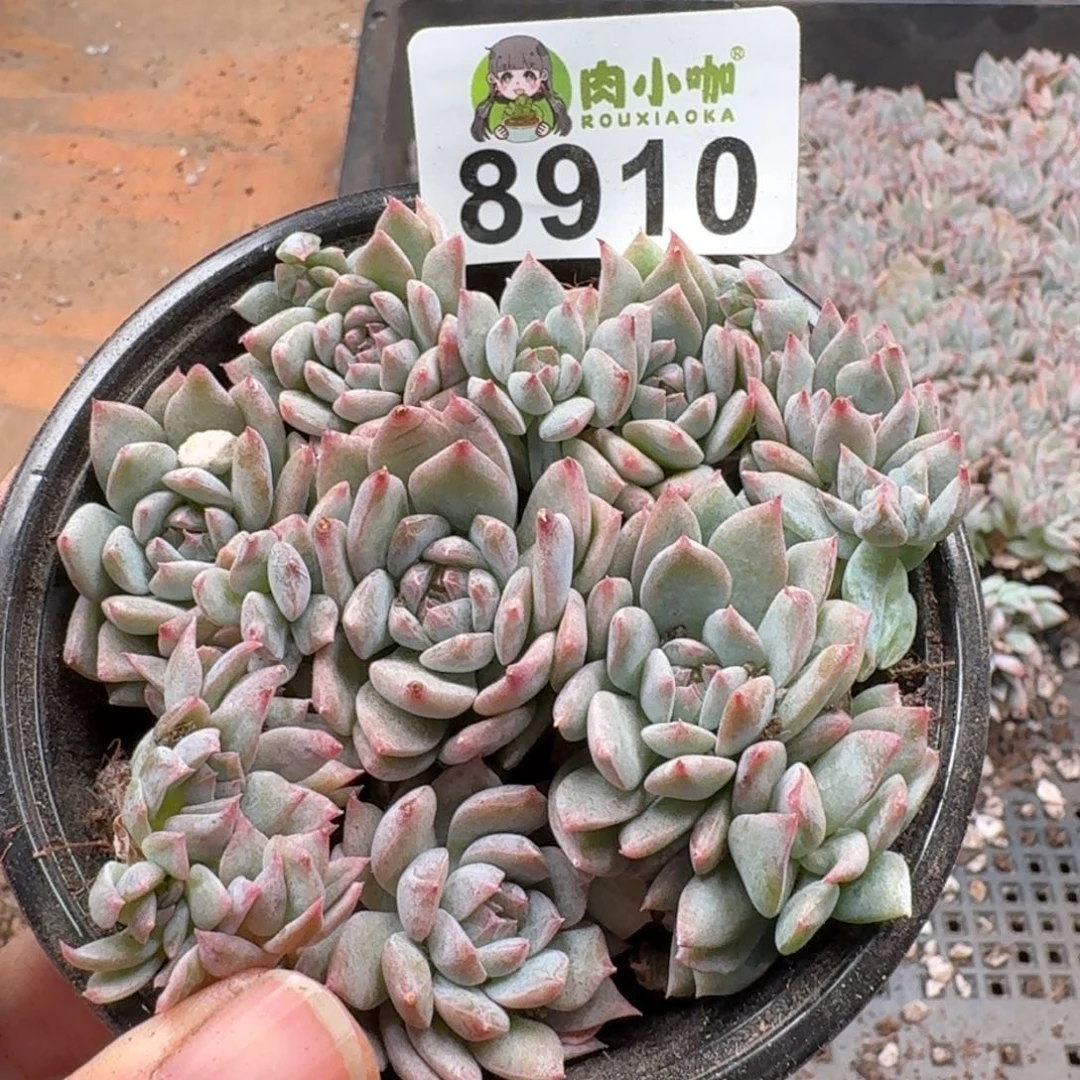 多肉植物多肉植物