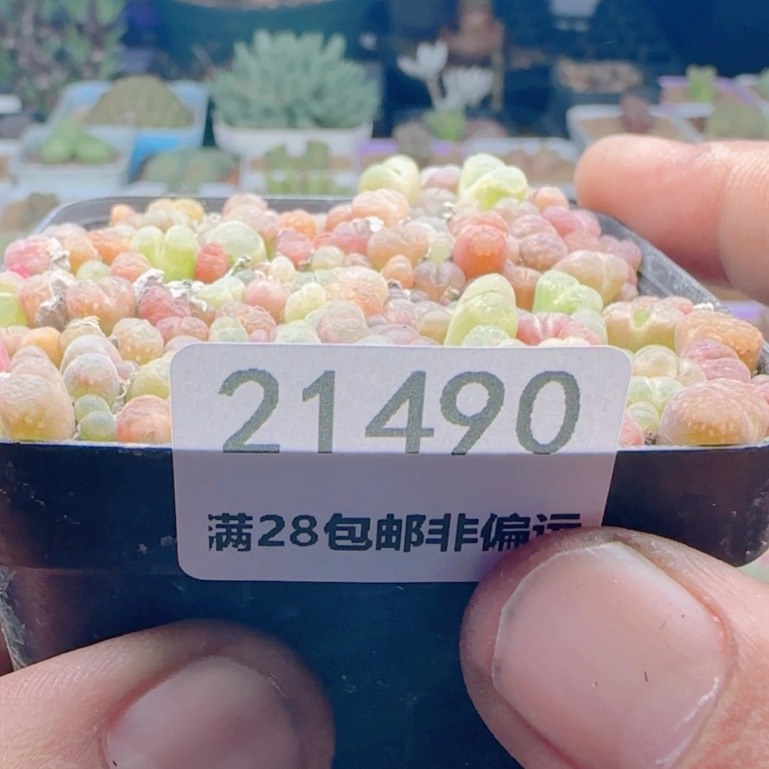 【闪购商品】?****U21490