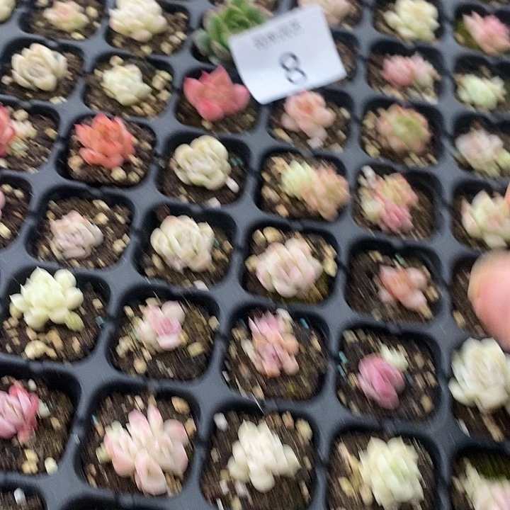 8 多肉植物盆栽花卉