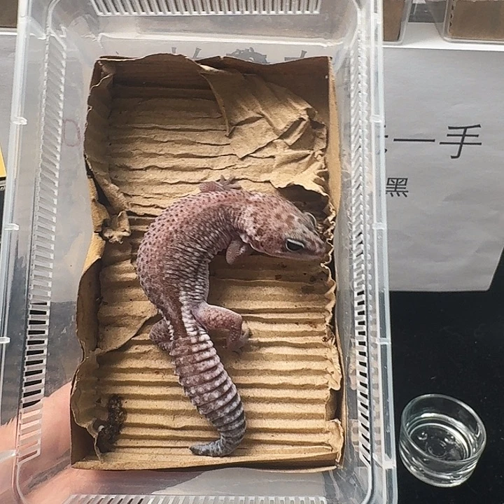 肥尾守宫奥无妹妹搞起来！