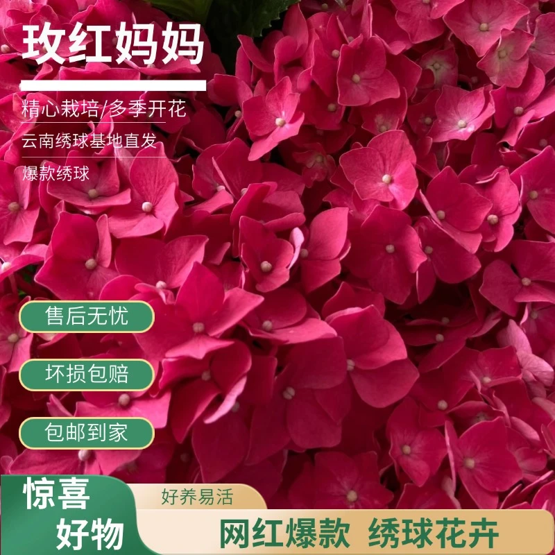【玫红妈妈】红色绣球带花带花苞绣球花卉 包邮基地直发绣球花直播