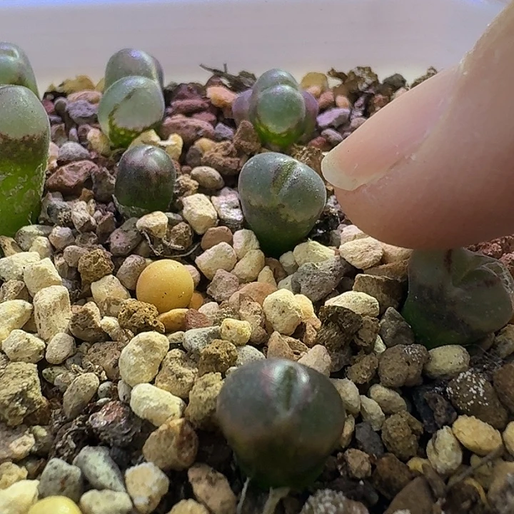 19号菜c一年苗一物一拍0.7