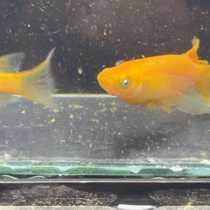 青鳉鱼真长朱天1111111