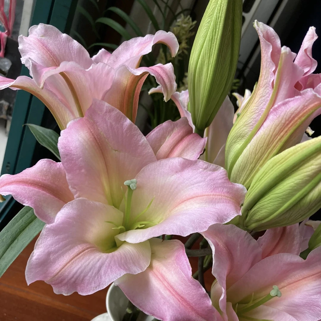 【粉精灵】精选A级单瓣香水百合鲜切花粉色东北鲜切花基地顺丰直发