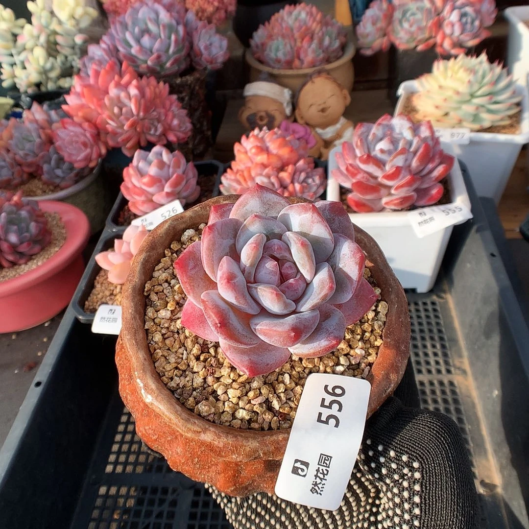 556雪天使多肉植物66666