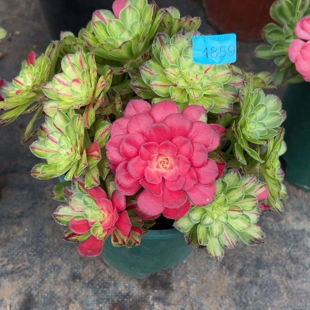 不**弃4859知否无根多肉植物系