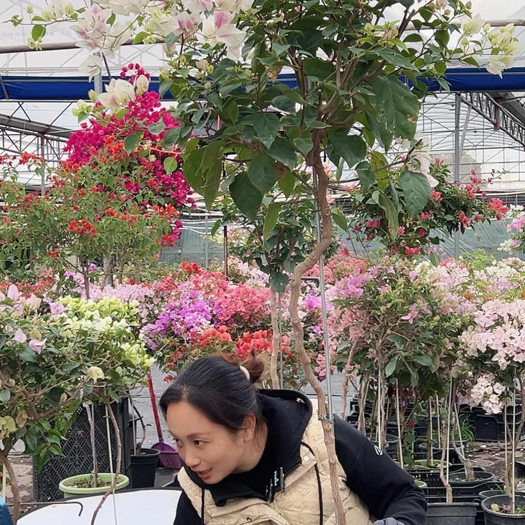 x***r大部分花苞少量开放M7广红樱