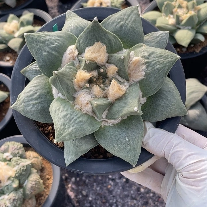 实生青瓷怒13公分