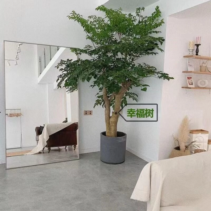 幌伞枫室内大型绿植盆栽室内大幸福树大棵特大号幌伞枫老桩