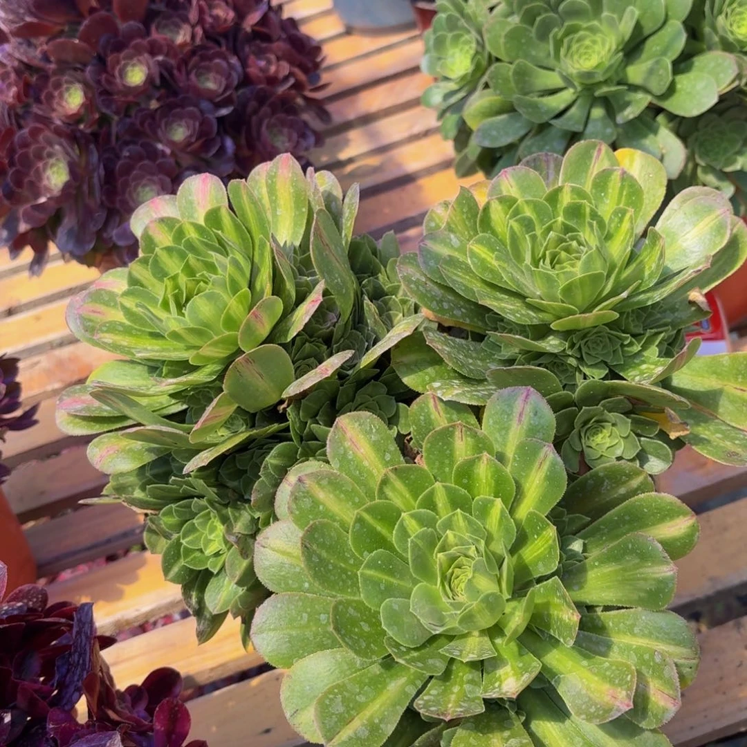 无花朵653多肉植物捧花的