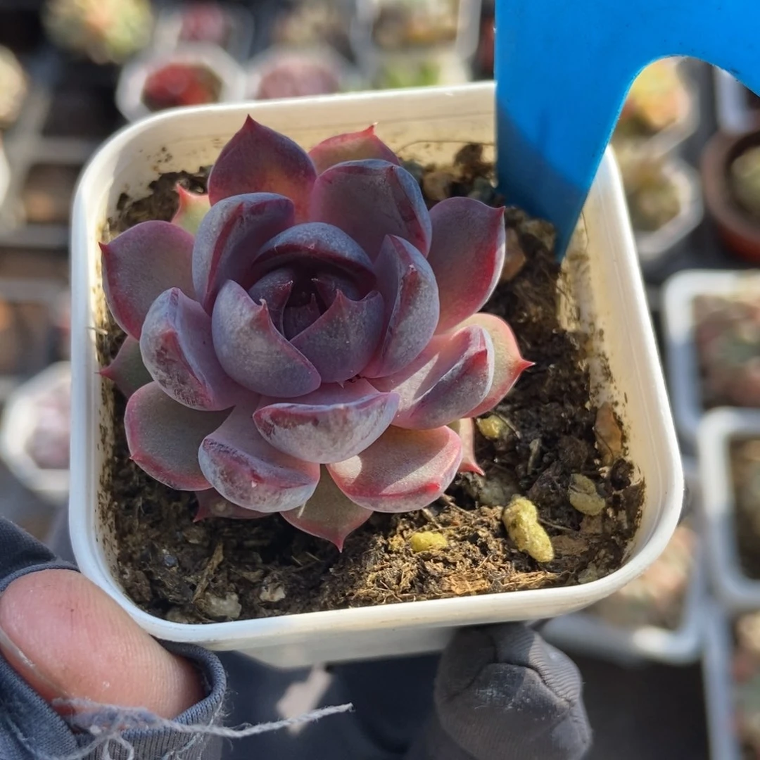 1012蓝莓多肉植物保护