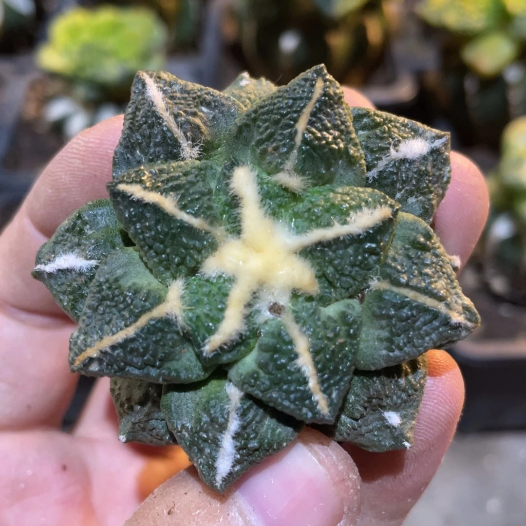 有根 789 仙人球开花