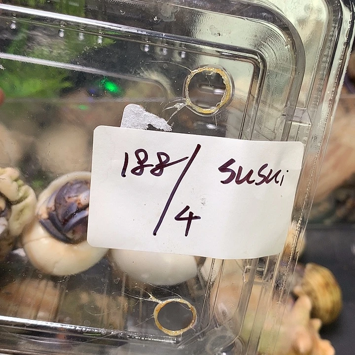 susui专拍奔跑的寄居蟹