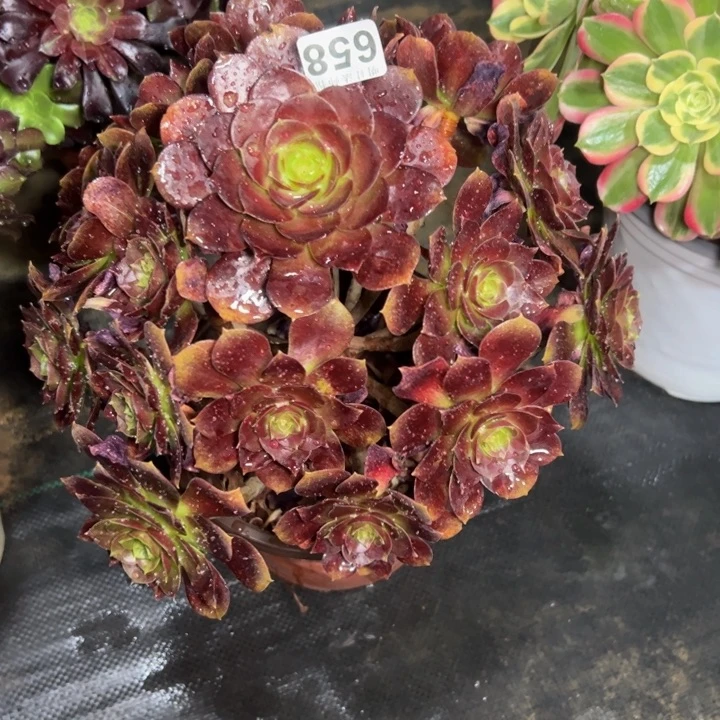 赤焰莲658多肉法师一物一拍