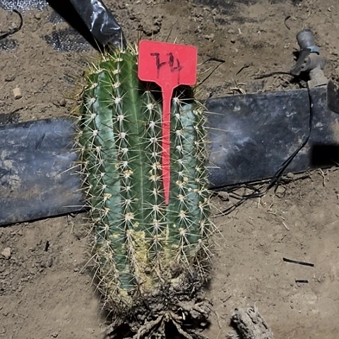 清清39有斑介意勿拍f4号