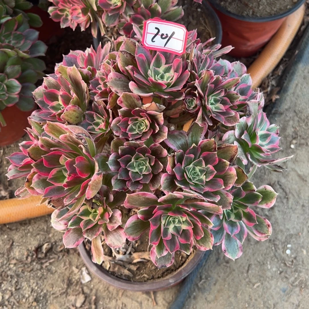 201男神多肉植物法师